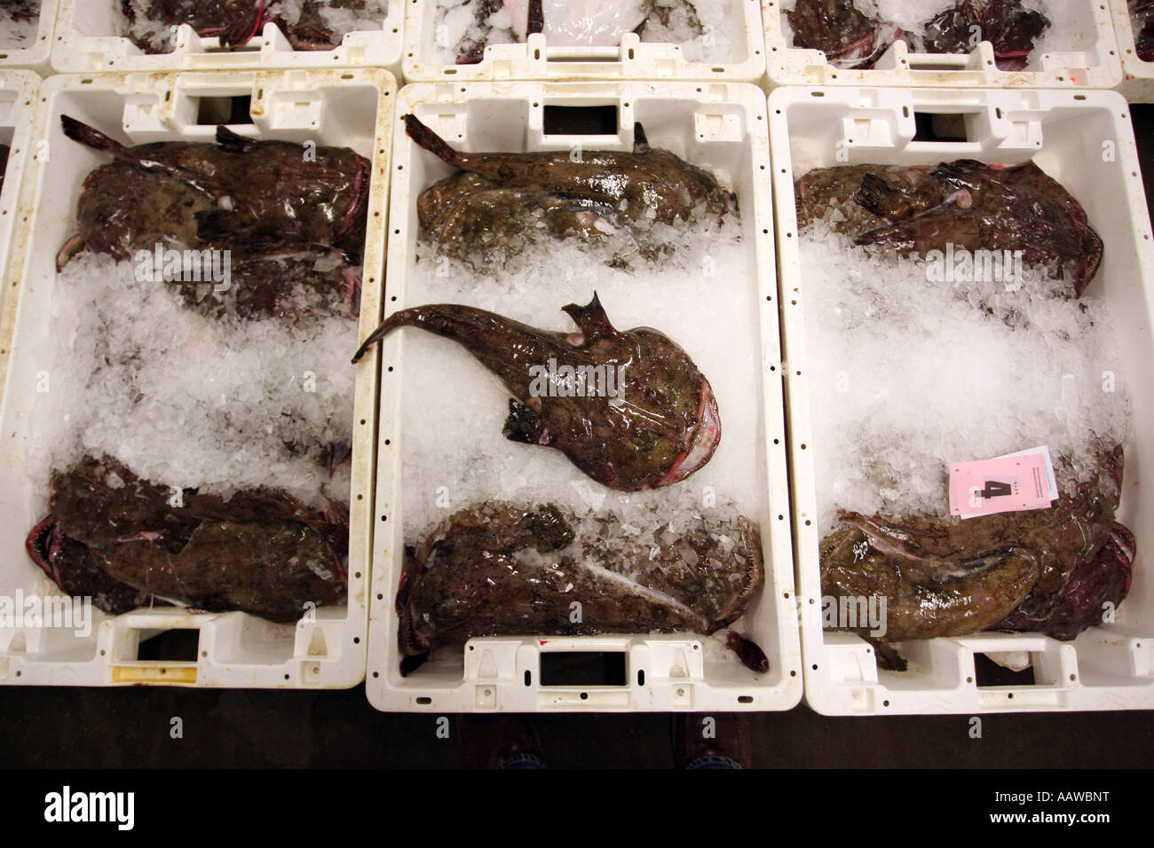 A box of fresh monkfish waiting to be sold at Peterhead Fishmarket, Aberdeenshire, Scotland, UK Stock Photo