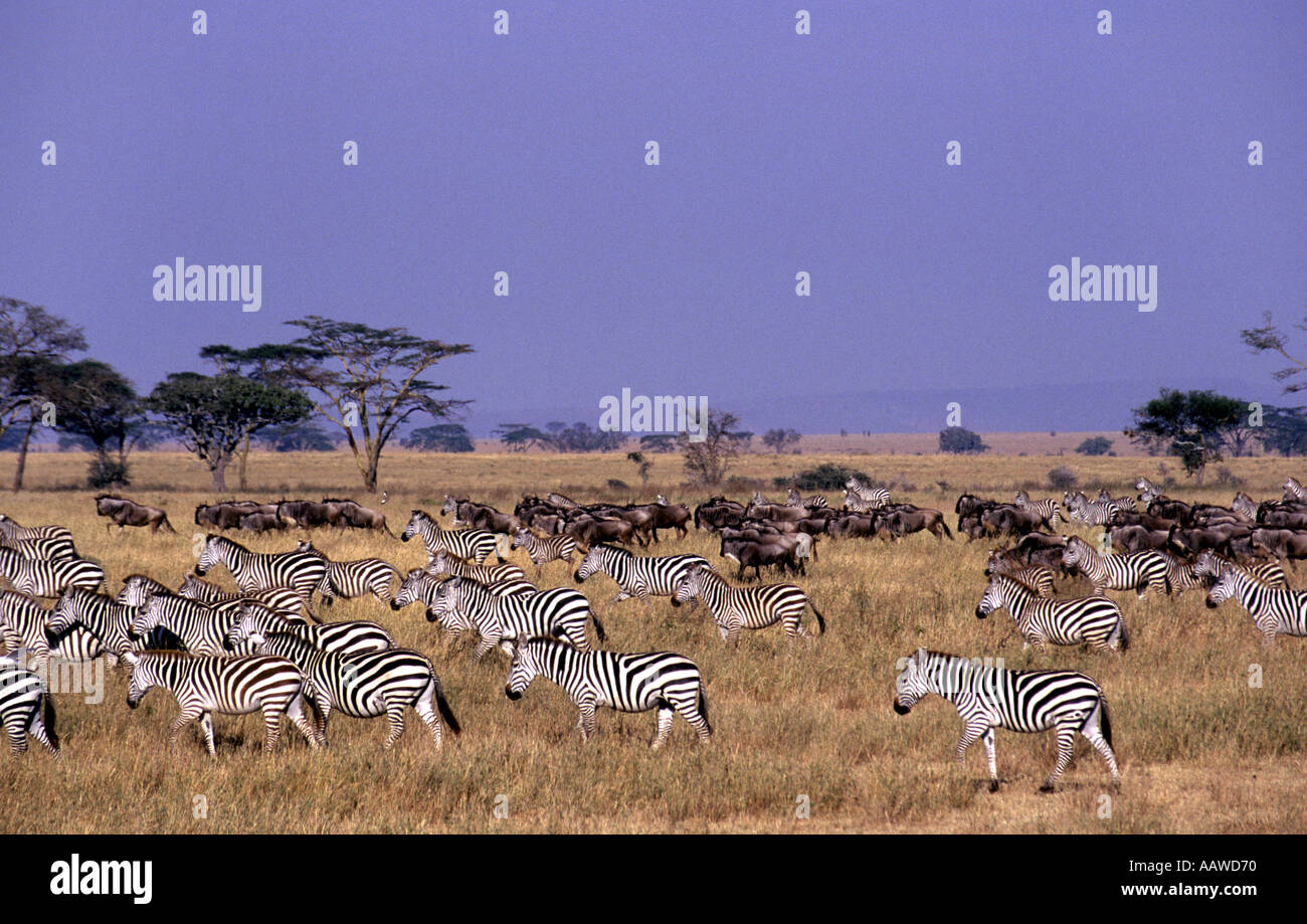 Zebra Wildebeest In Serengeti Hi res Stock Photography And Images Alamy zebra-wildebeest-in-serengeti-hi-res-stock-photography-and-images-alamy