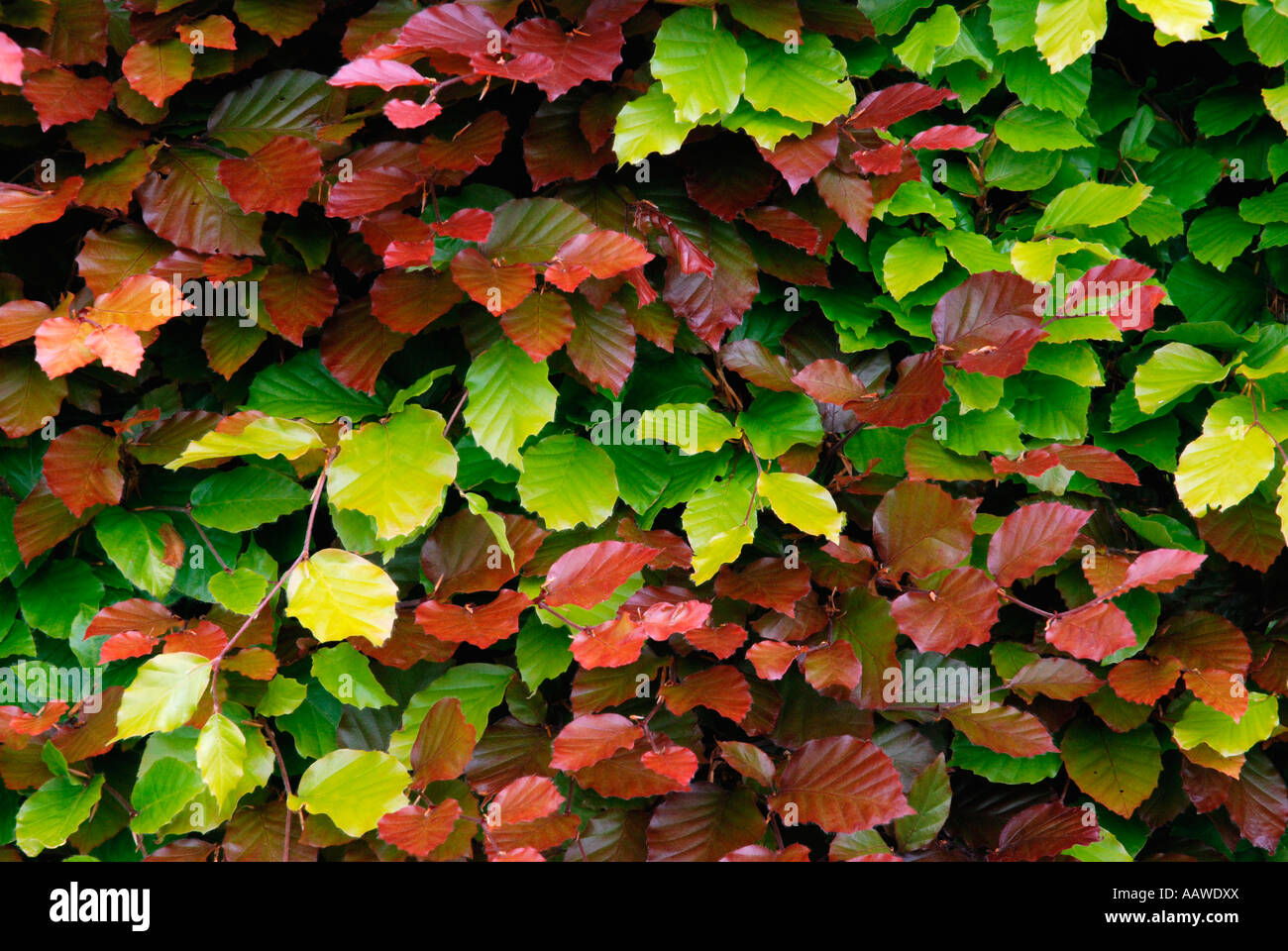 Beech hedge Stock Photo