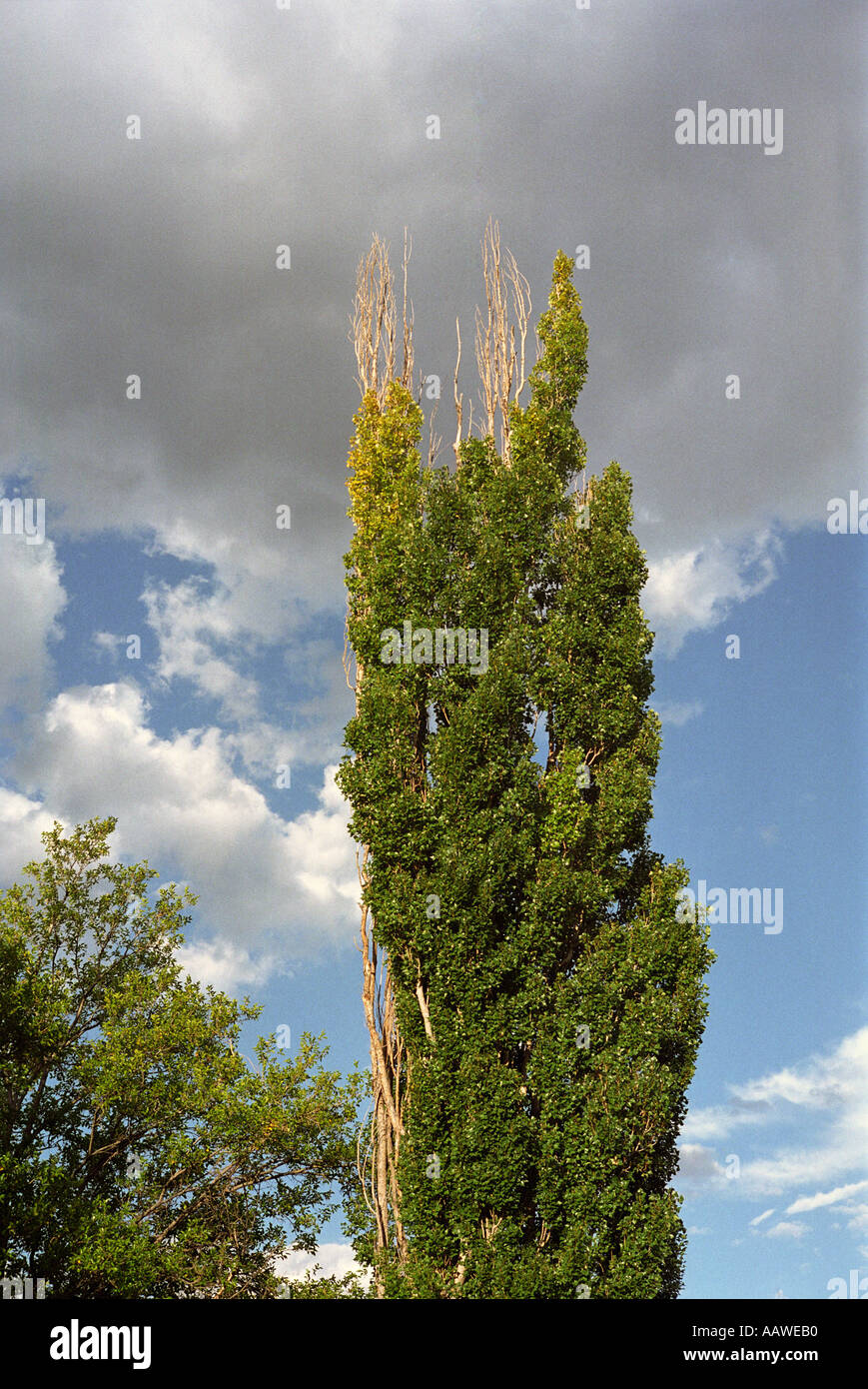 Poplar tree near Ruidoso New Mexico USA Stock Photo Alamy