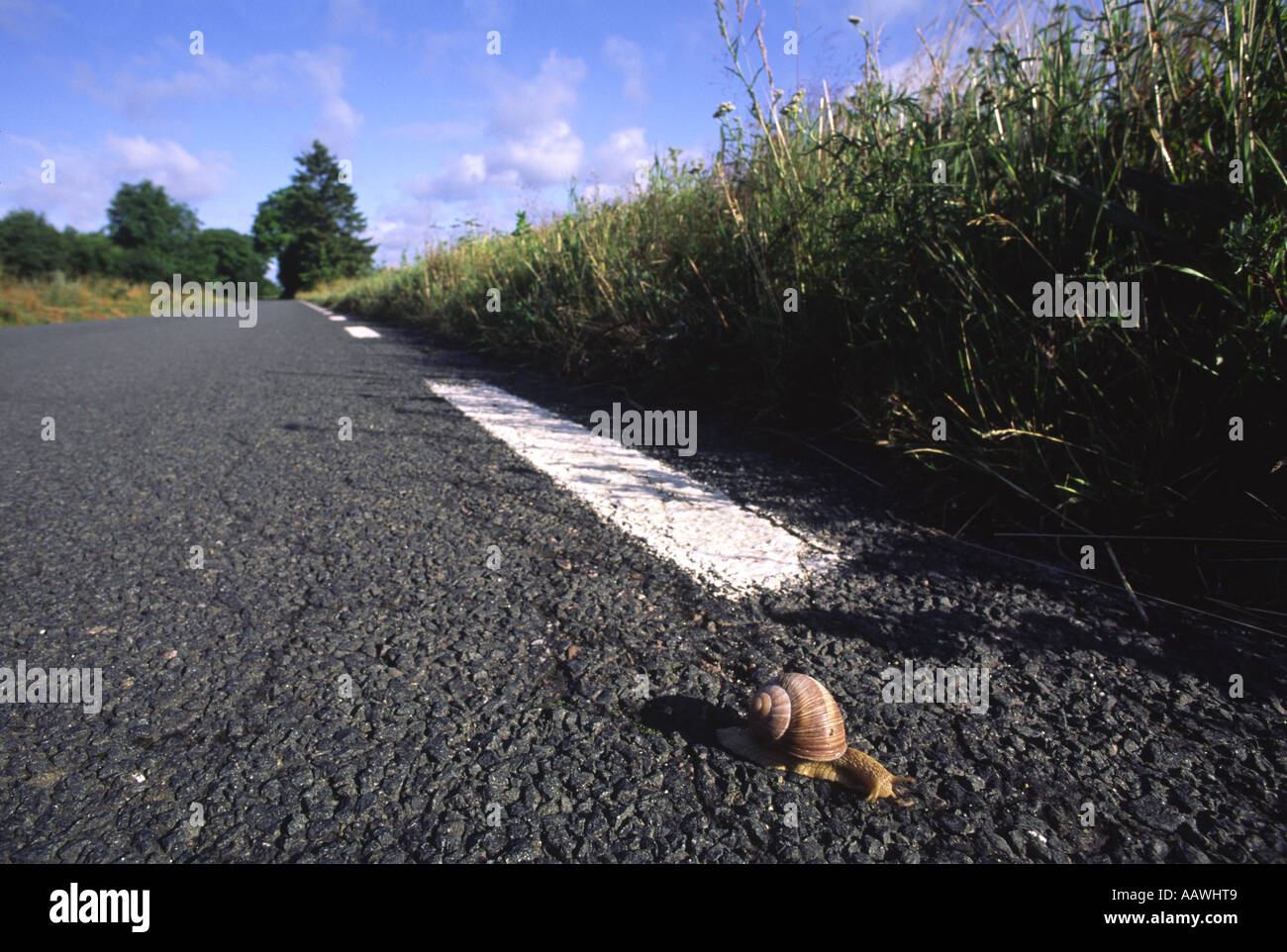 Snail on road Stock Photo
