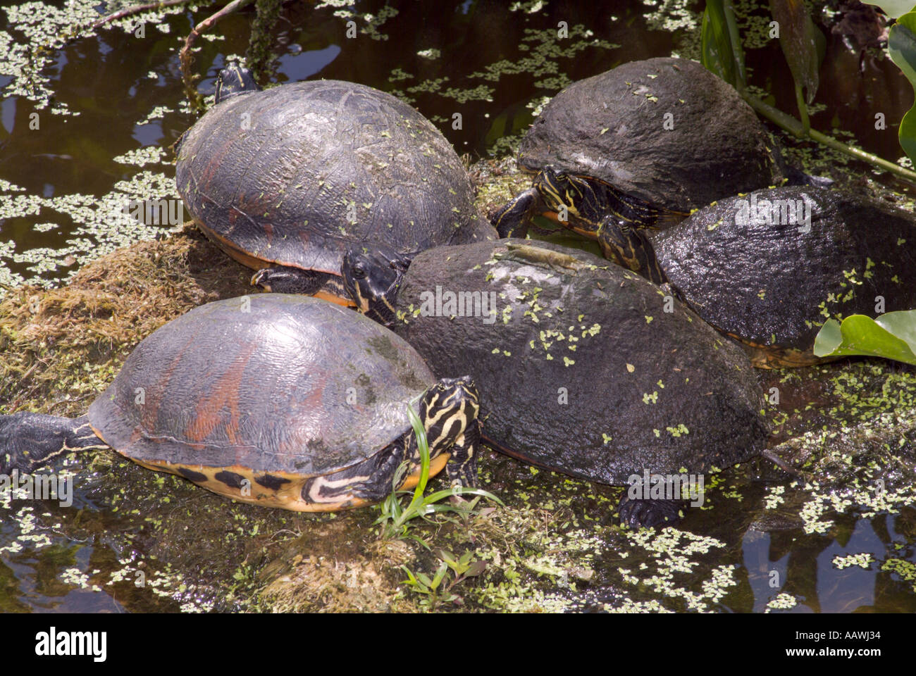 common cooter Pseudemys Chrysemys floridana turtles wetland wetlands ...