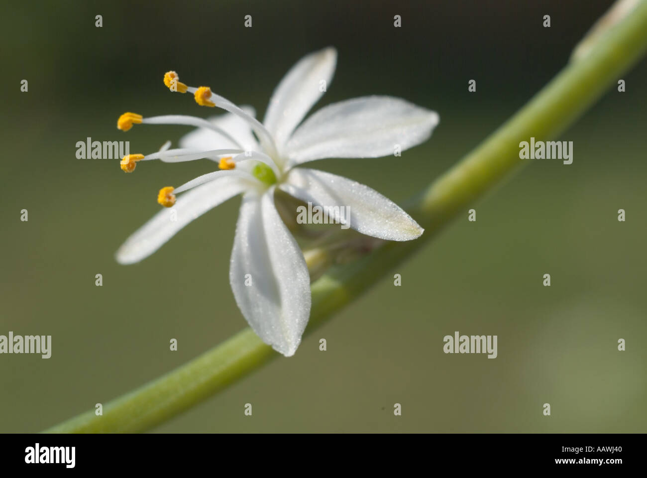 variegated spider plant white flower petal anther filament stamen Stock ...