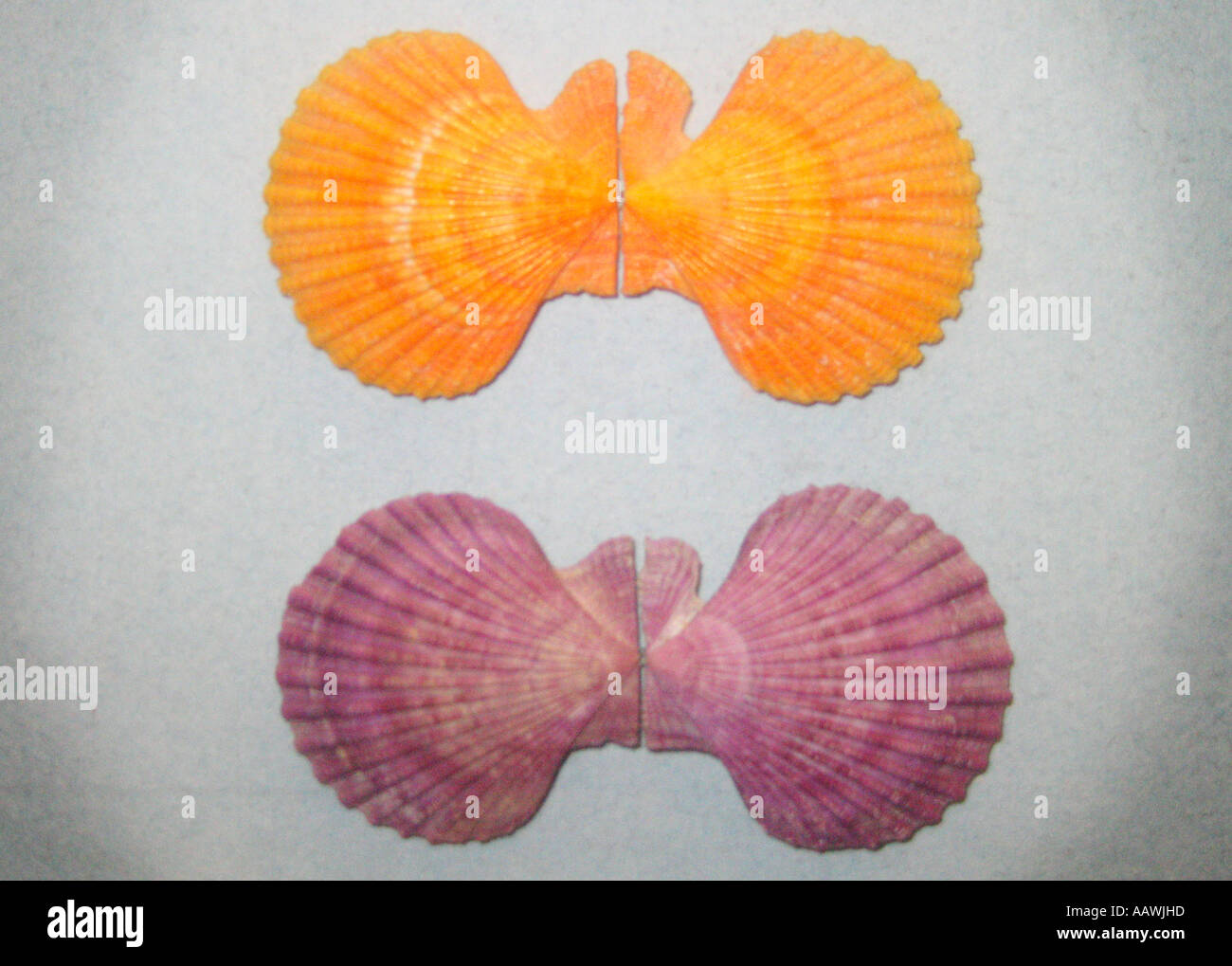 Orange purple shells hi-res stock photography and images - Alamy