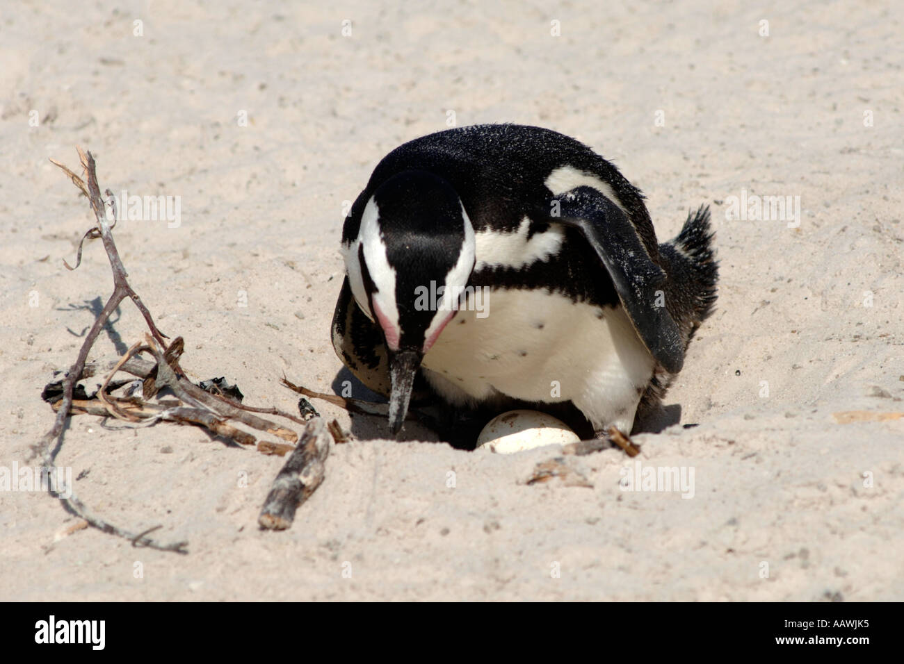 A Jackass penguin (Sphenicus demersis) incubating its egg on Boulders Beach in Cape Town, South Africa. Stock Photo