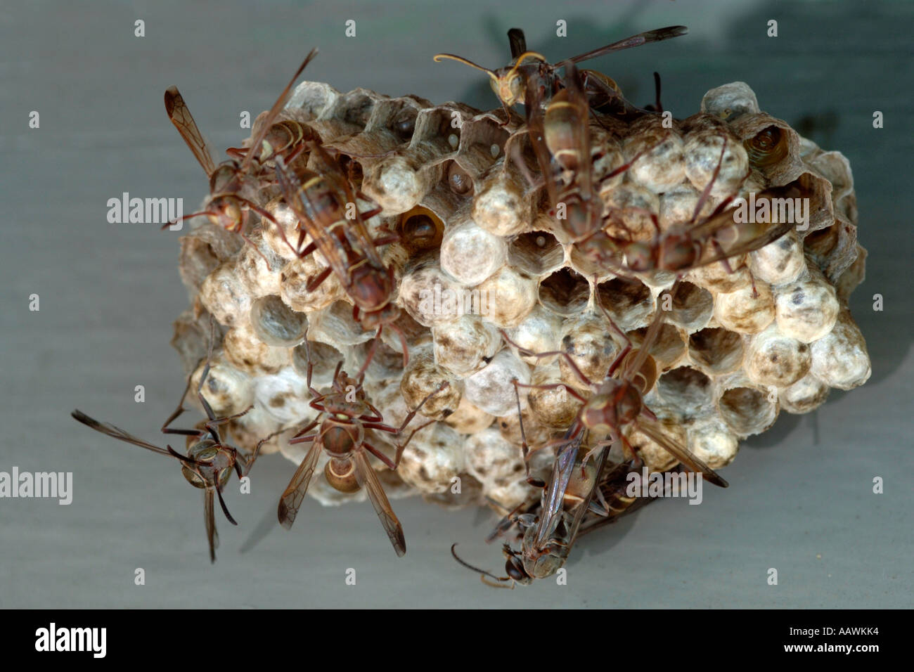 A wasp's nest in South Africa. Stock Photo