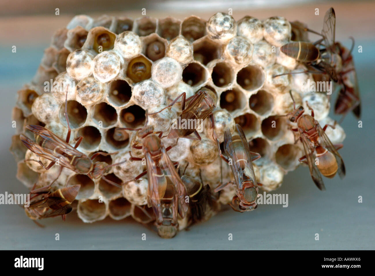 A wasp's nest in South Africa. Stock Photo