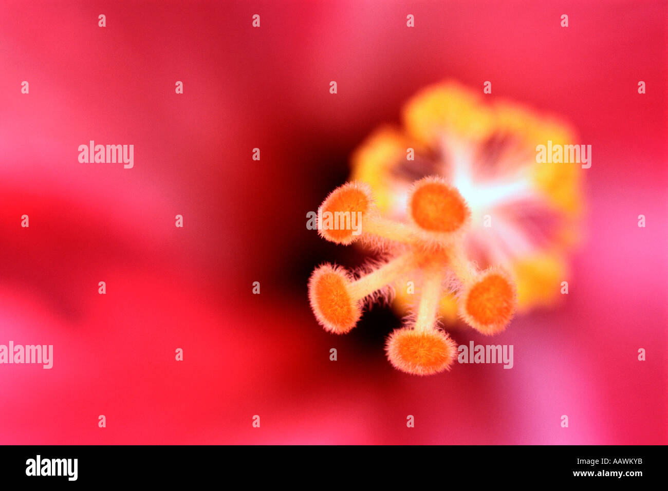 Close-up of the stamens and pistil on a Hibiscus flower in South Africa. Stock Photo