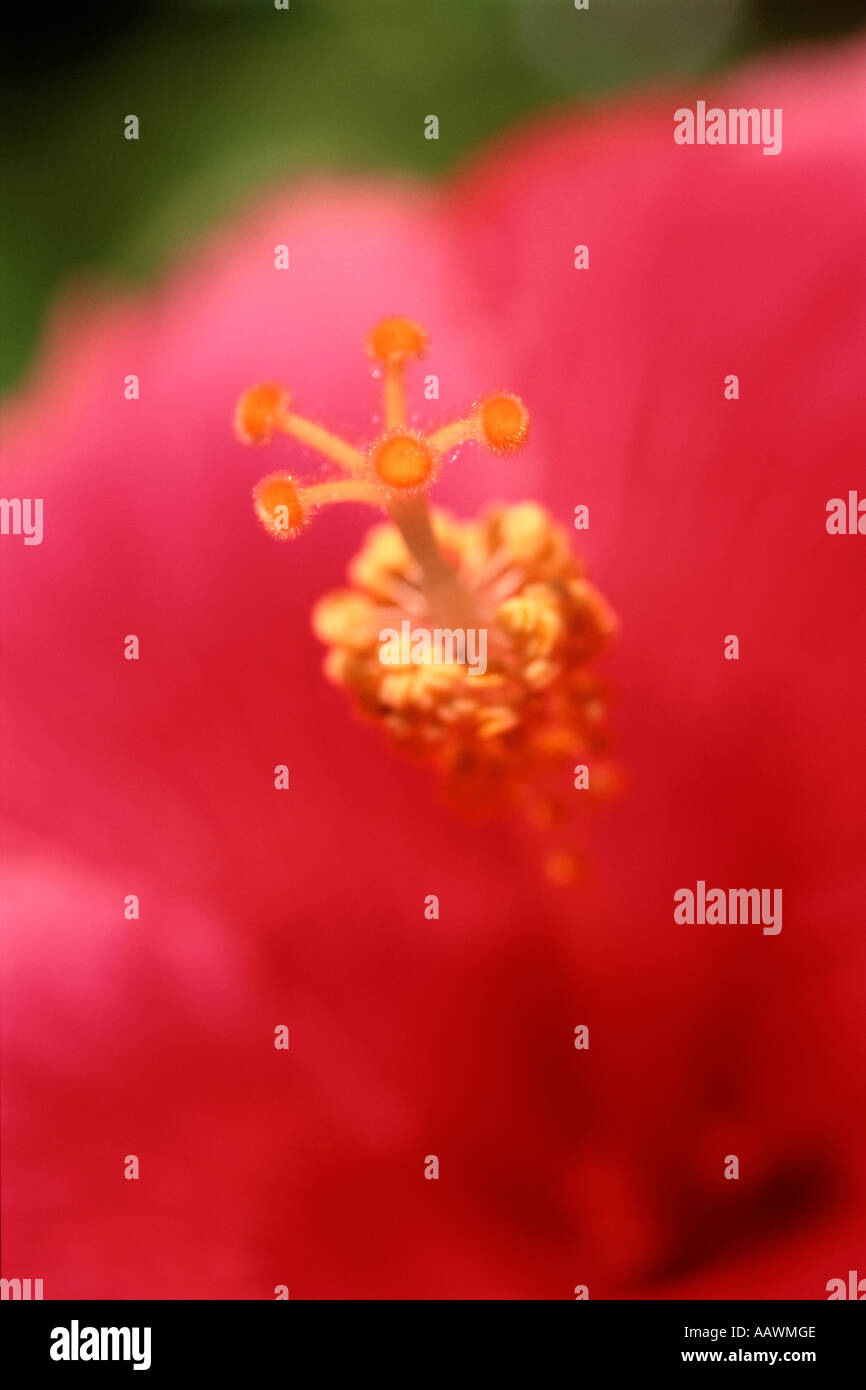 Close-up of the stamens and pistil on a Hibiscus flower in South Africa. Stock Photo