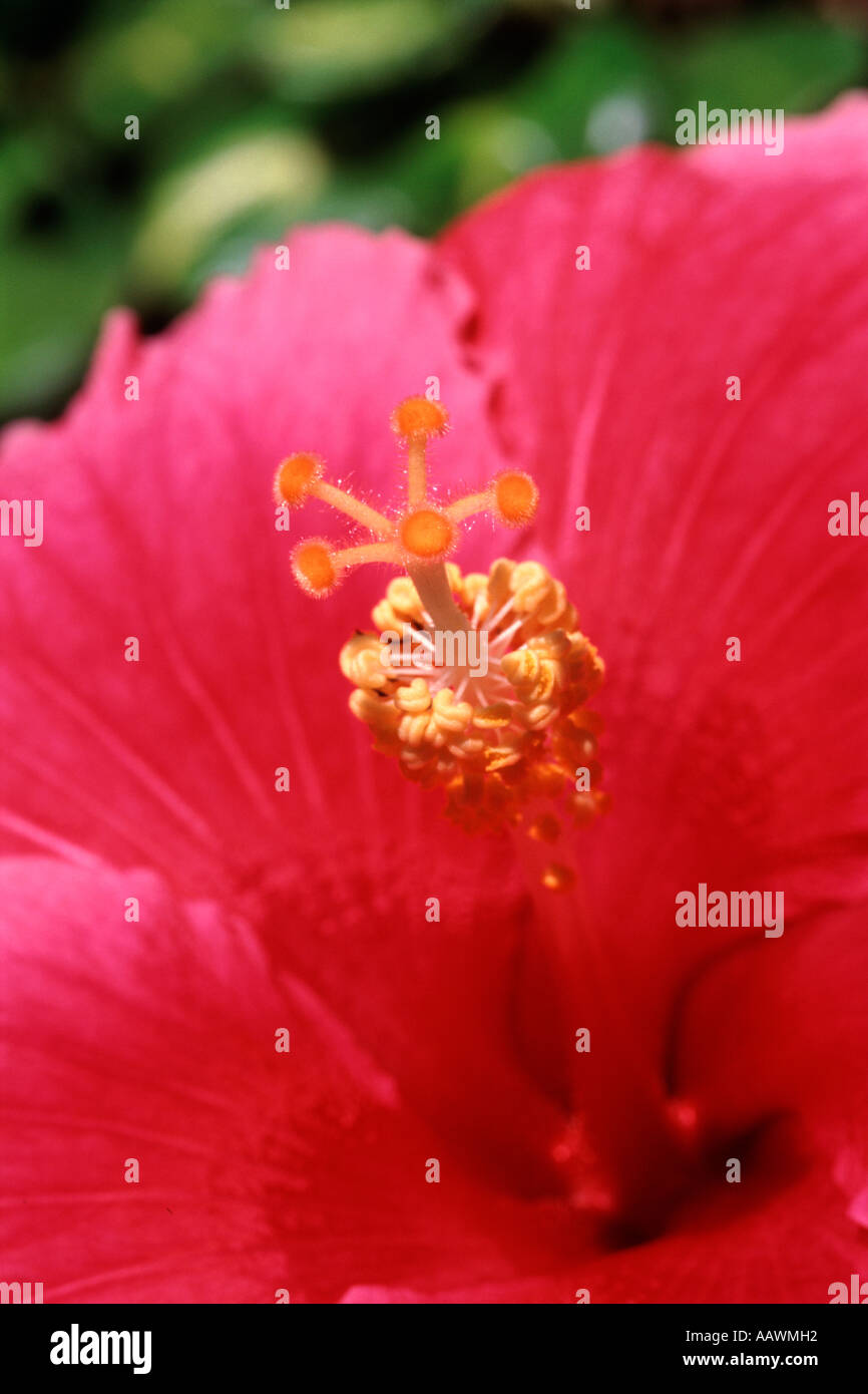 Close-up of the stamens and pistil on a Hibiscus flower in South Africa. Stock Photo