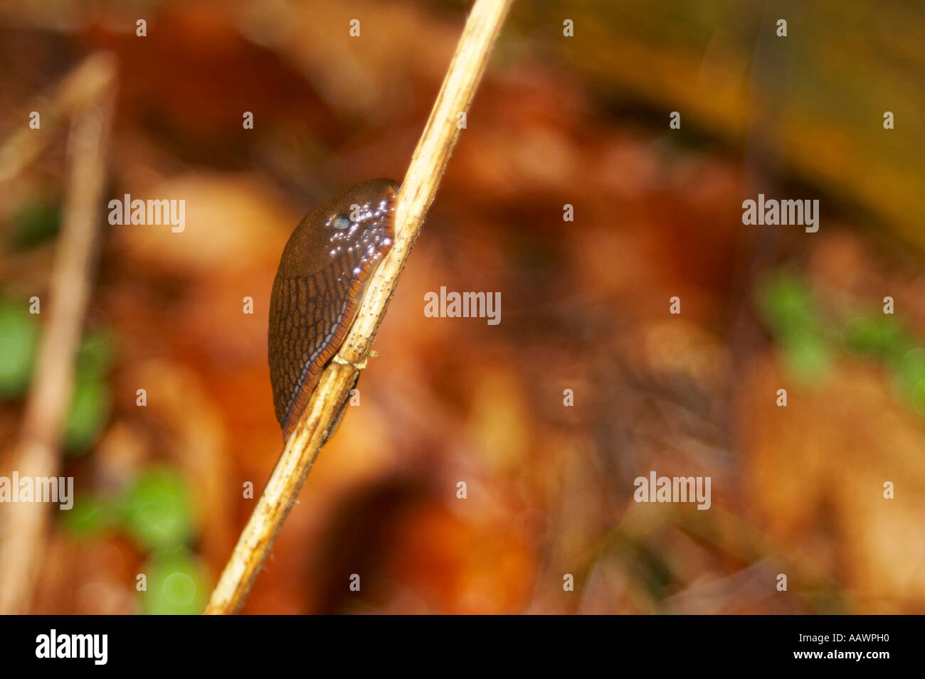 Slug on a grass Stock Photo Alamy