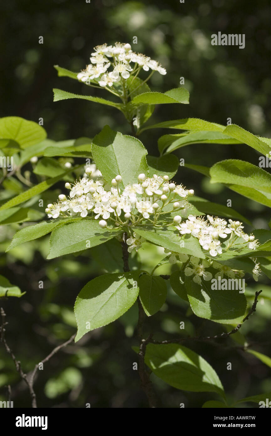 White spring flower of  Oriental Photinia - Photinia villosa, China, Korea, Japan Stock Photo