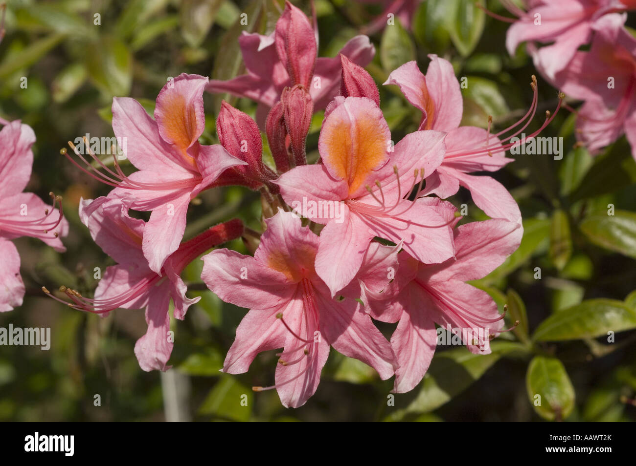 Close-up of pink Rhododendron var Fanny azalea flowers blooming in spring. Beautiful garden blossoms with orange blotches and long stamens. Stock Photo