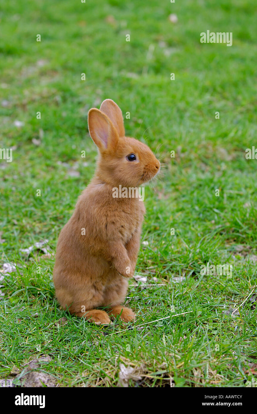 Domestic rabbit Stock Photo