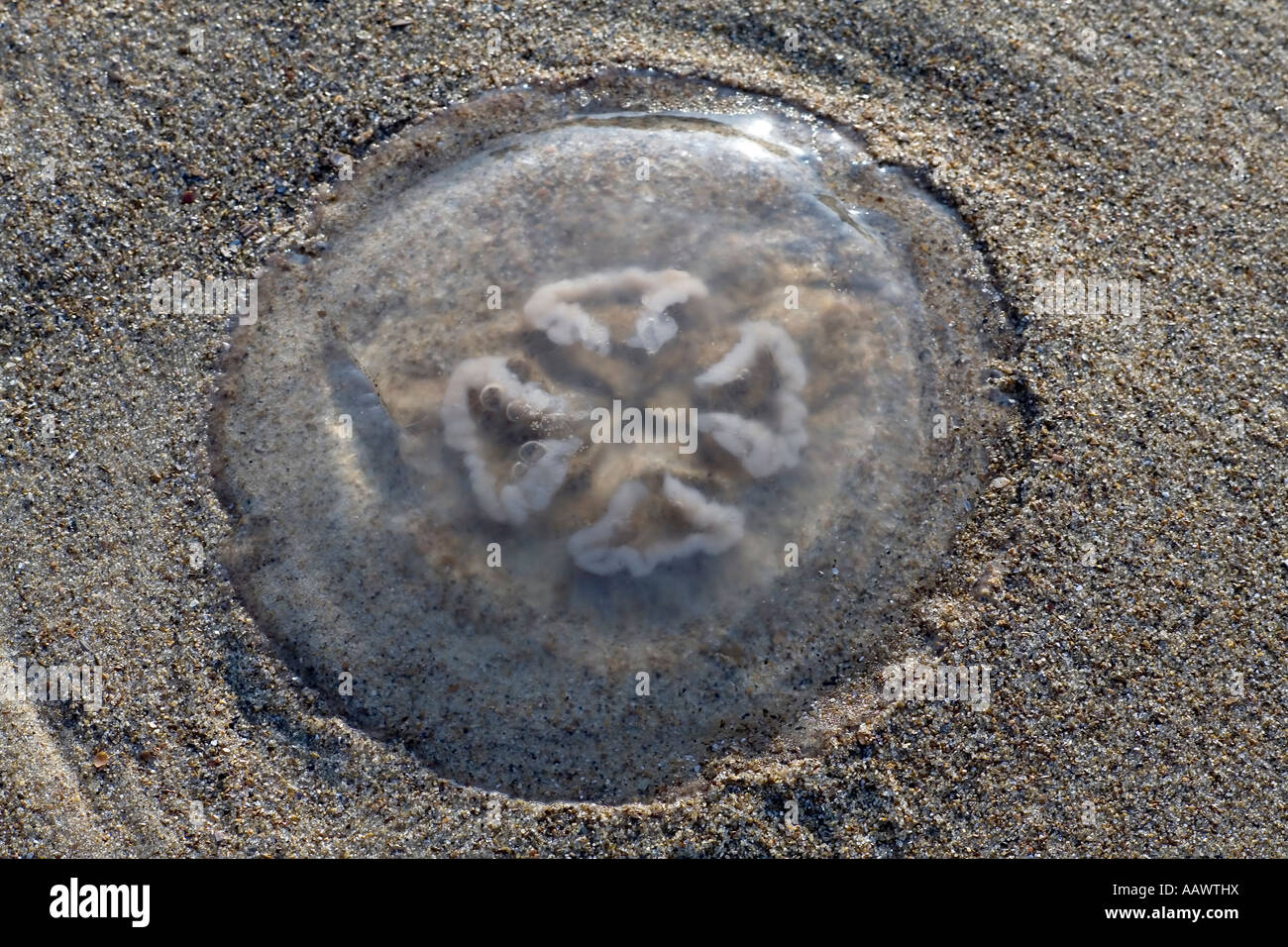 Washed ashore jellyfish, Aurelia aurita, Stock Photo