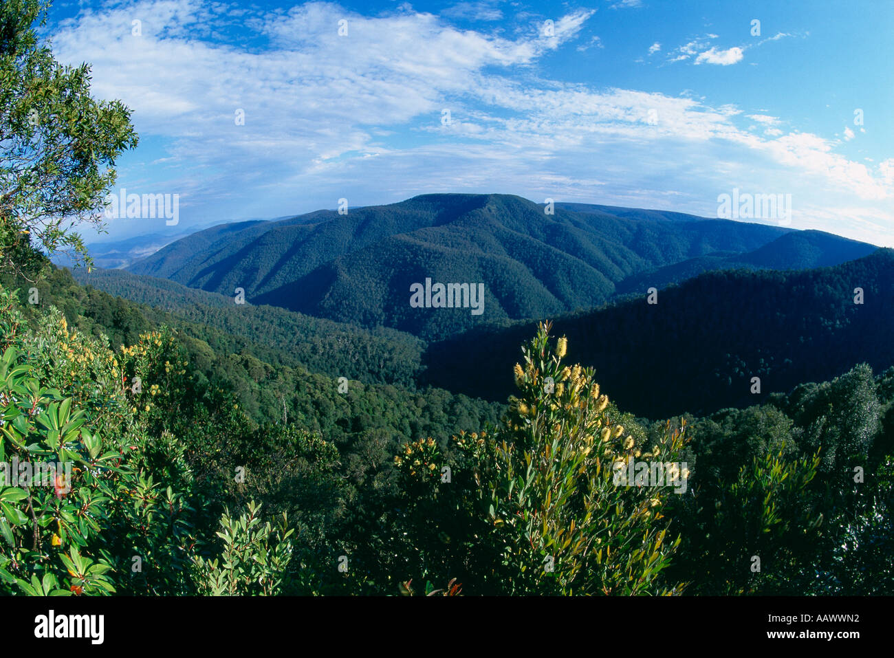temperate rainforest Barrington Tops National Park New South Wales
