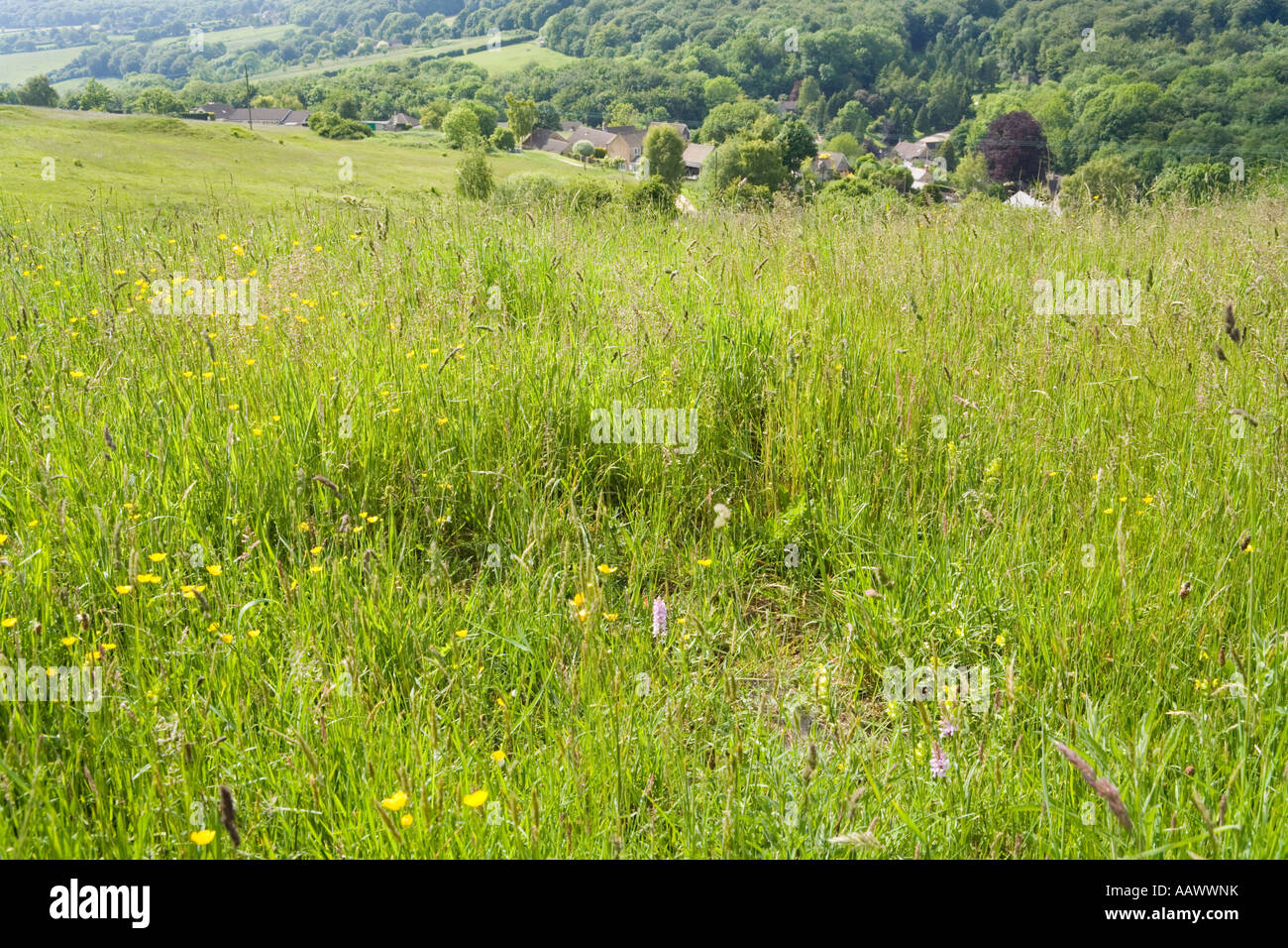 Orchids growing in Cotswold limestone grassland at Cranham Common, Gloucestershire Stock Photo