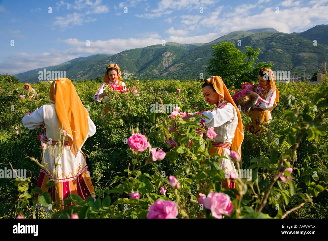 Rose picking girls, Rose Festival, Karlovo, Bulgaria Stock Photo