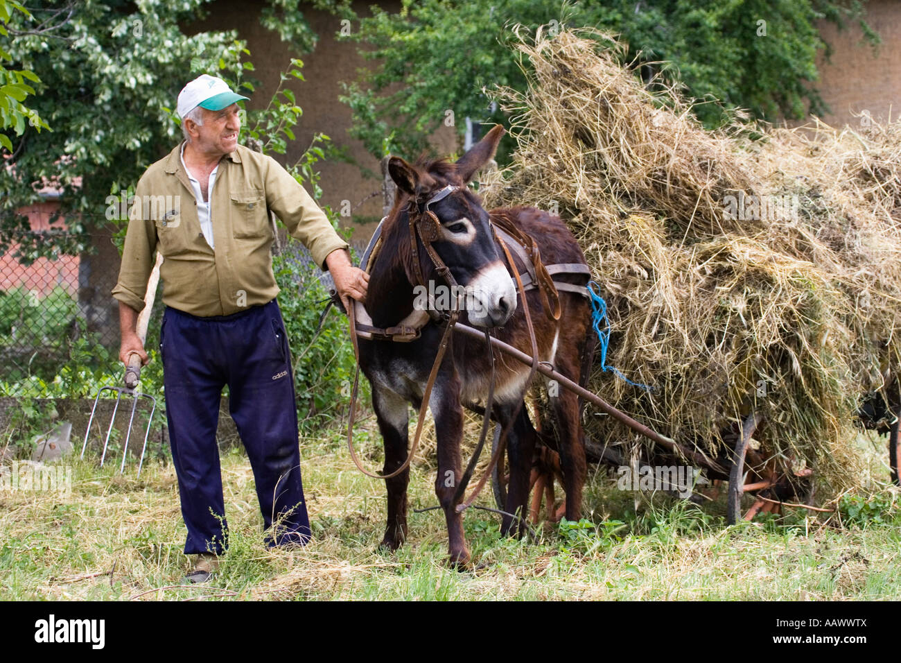 Farmer with Donkey chart, Muselievo near Pleven, Bulgaria Stock Photo ...