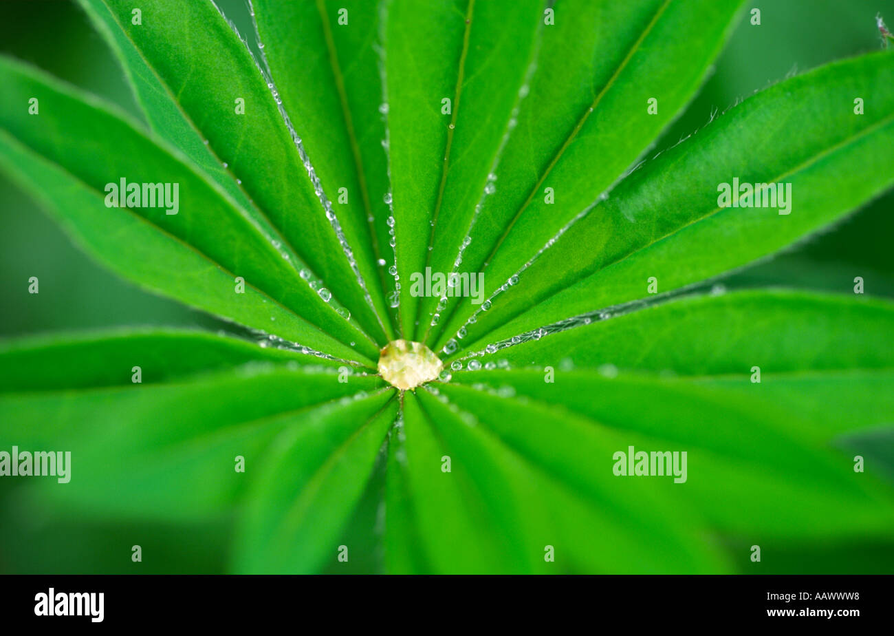 Rain droplets on lupin leaf Stock Photo