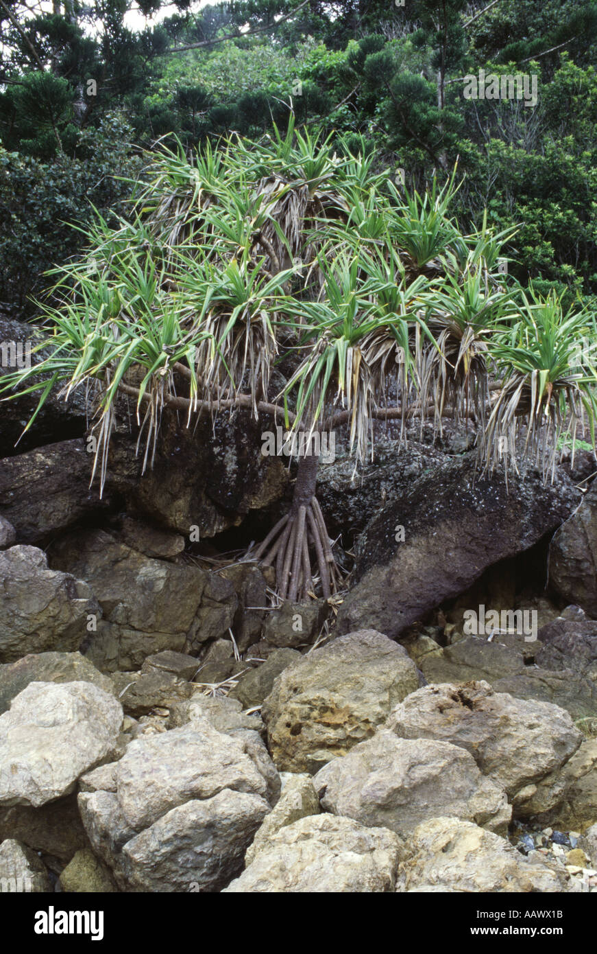 Pandanus Palm or Bread Fruit Tree Planton Island Whitsunday Islands Queensland Australia Stock Photo