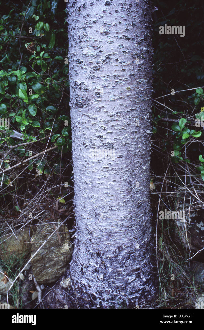 Hoop pine trunk and bark Planton Island Whitsunday Islands Queensland Australia Stock Photo