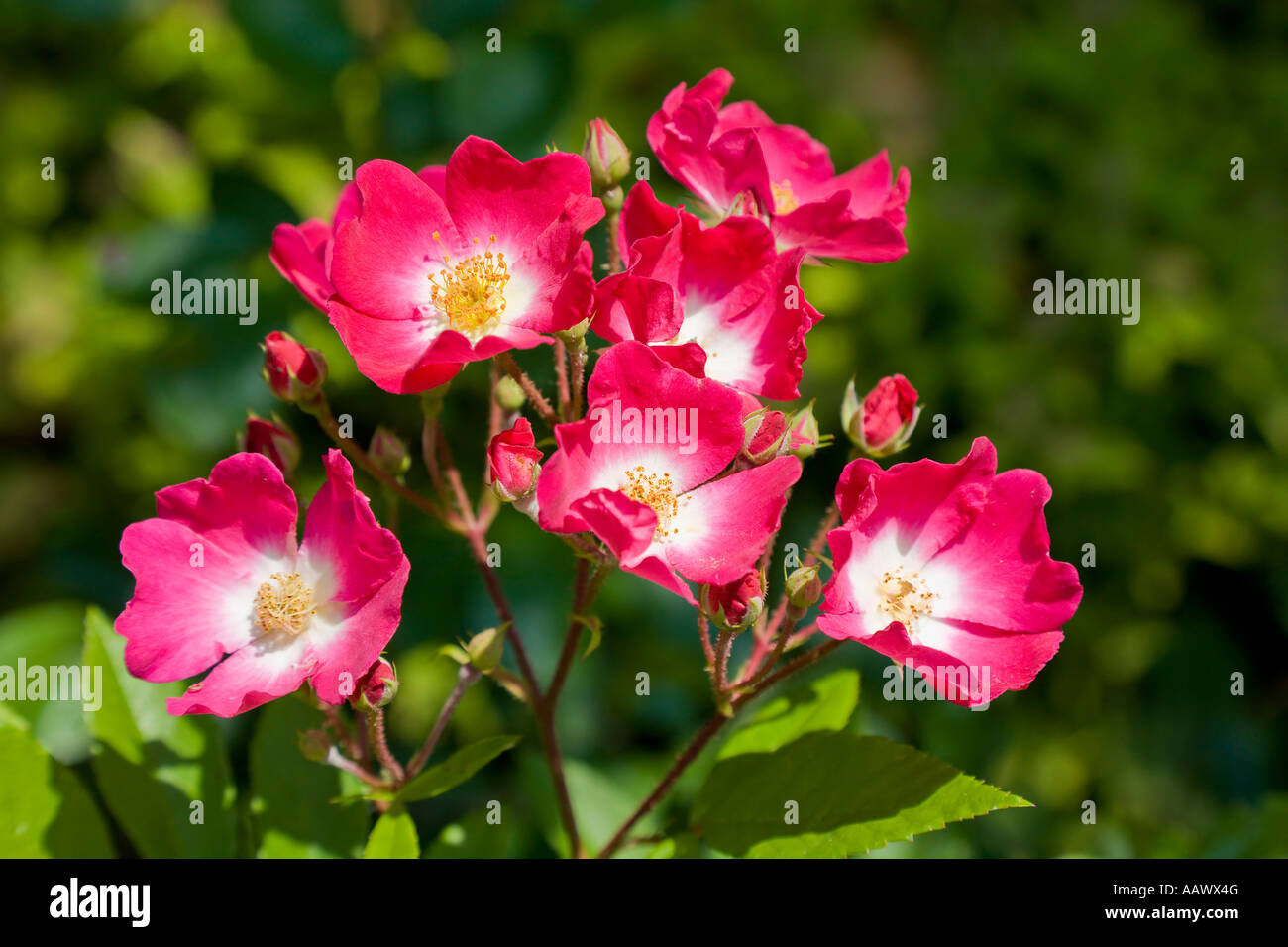 Wild rose (Rosa Stock Photo - Alamy