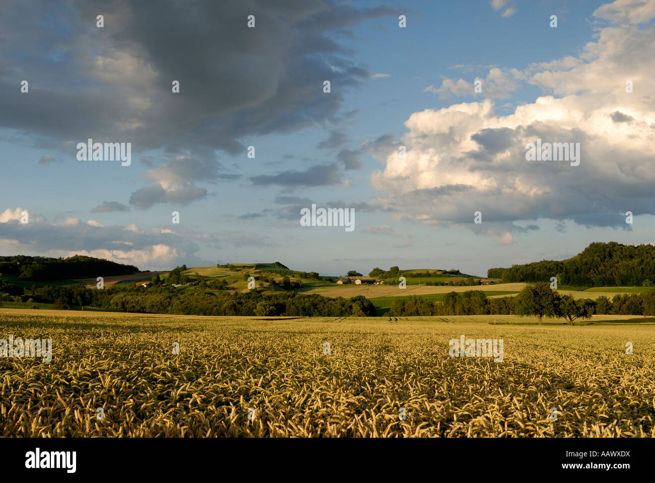 Wheat-Field in the hegau-landscape - Baden Wuerttemberg, Germany, Europe. Stock Photo