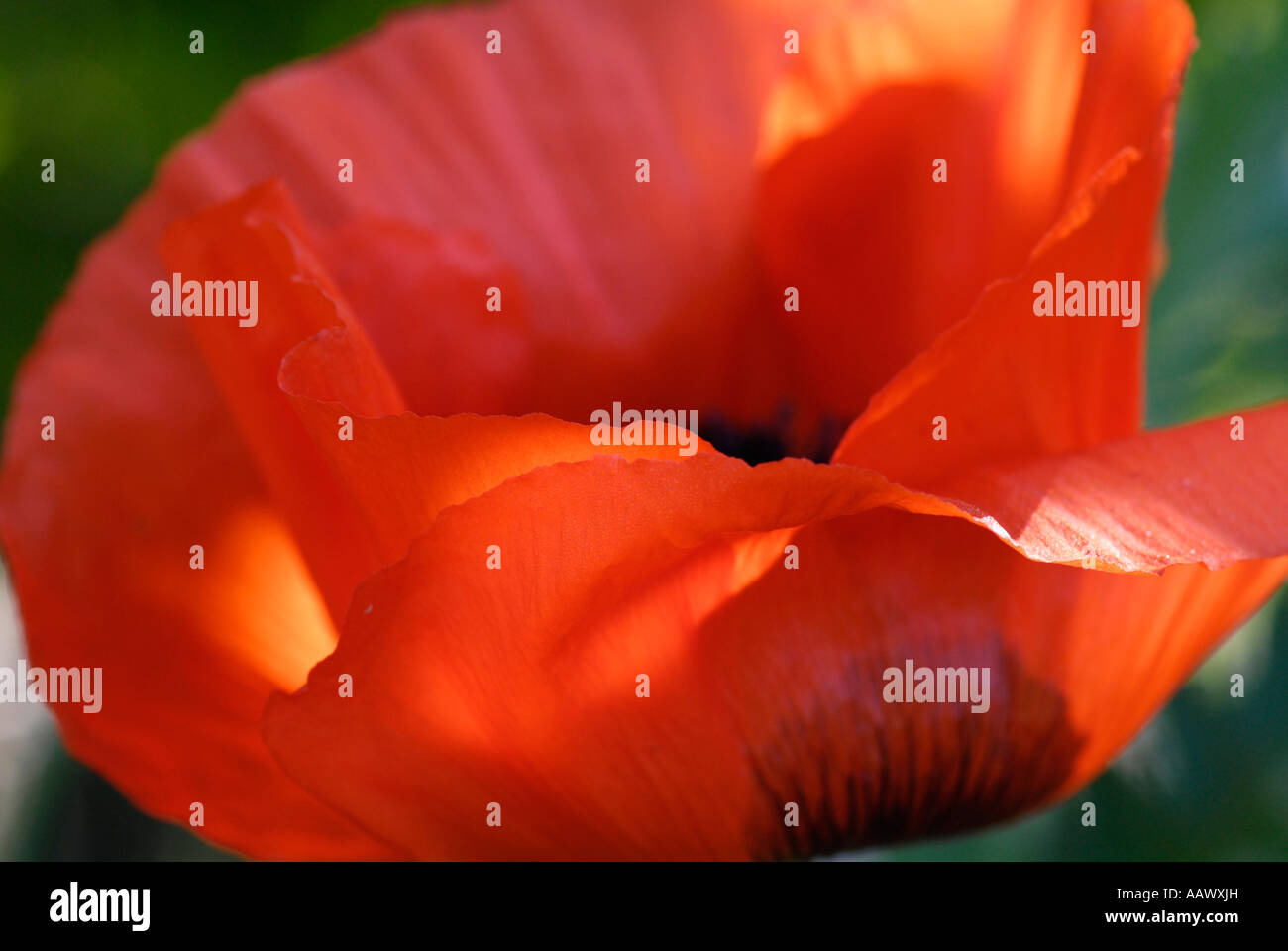 Poppy flower (Papaver rhoeas) Stock Photo