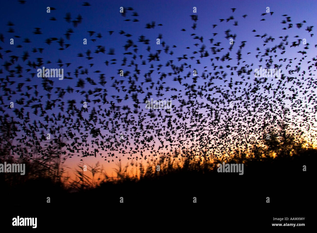 Sturnus vulgaris starlings sunset Stock Photo