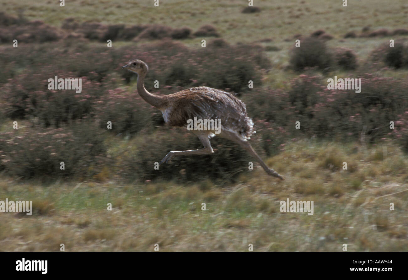 Lesser Rhea or Ñandu running across Patagonian steppe Stock Photo