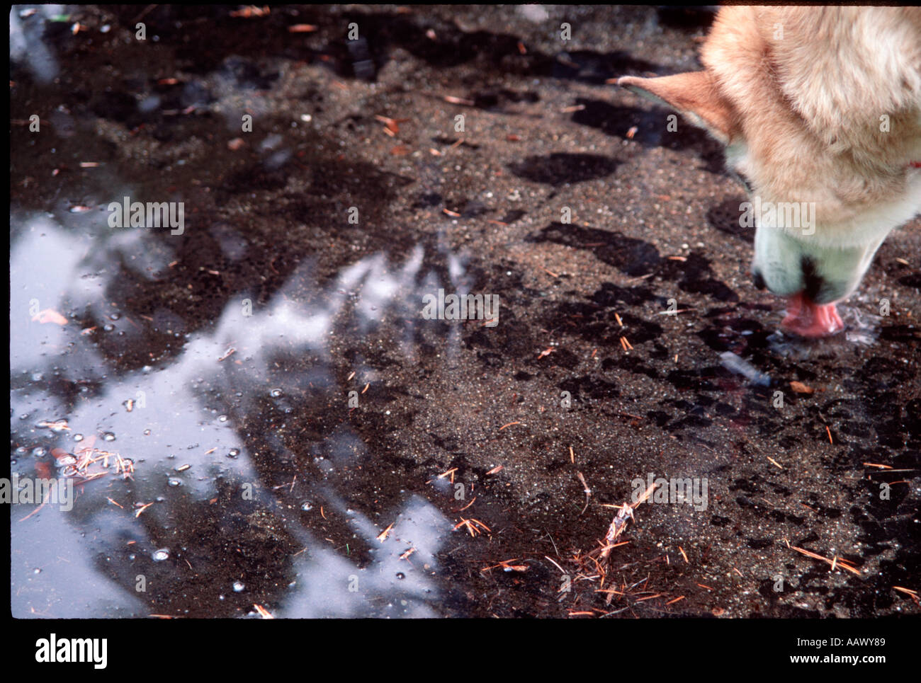 Dog lapping water tongue hires stock photography and images Alamy