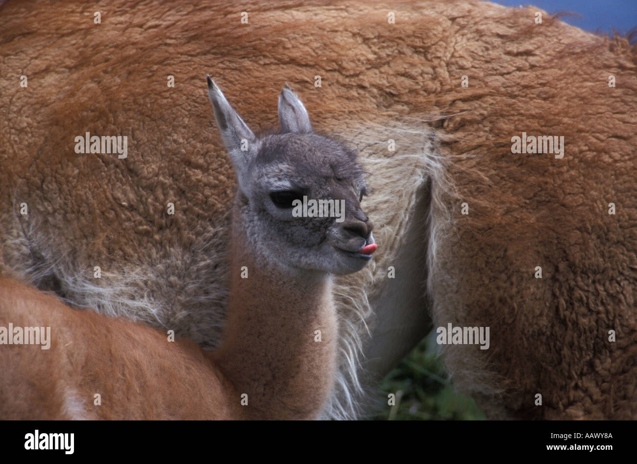 Guanaco foal with tongue out Stock Photo
