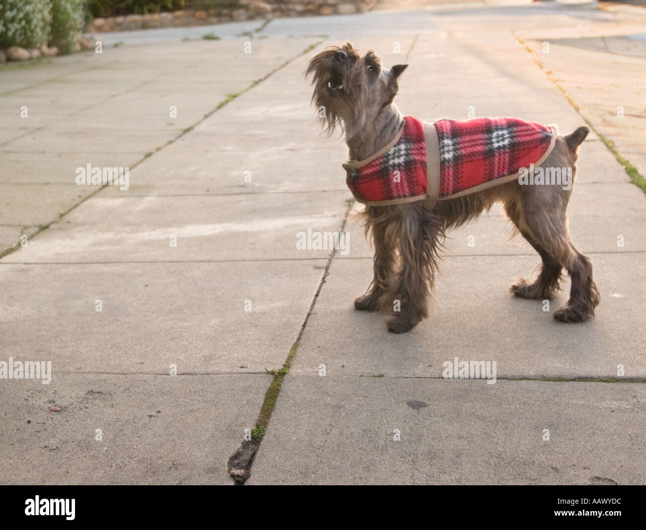 A color horizontal image of a small Scottish Terrier in a plaid sweater looking and barking toward viewer Stock Photo