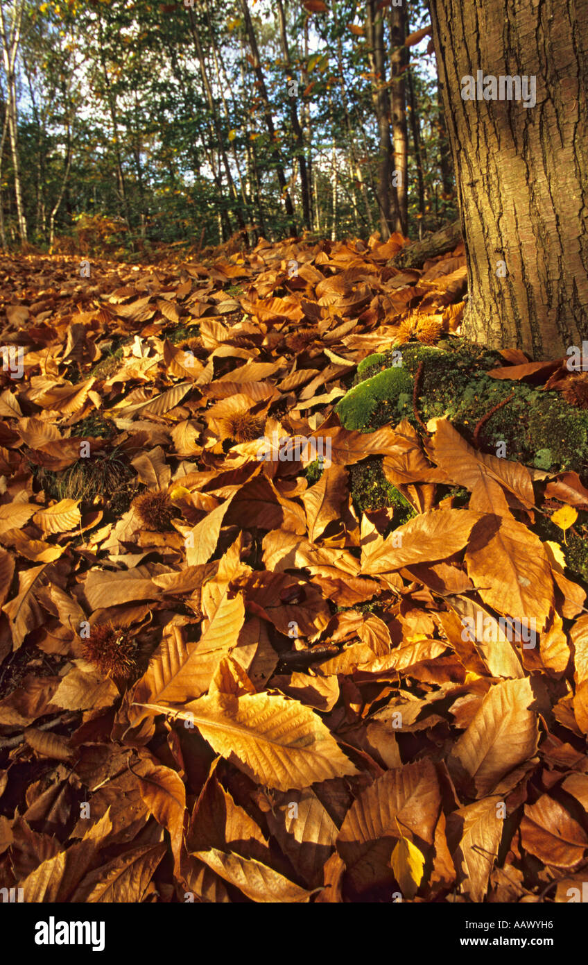 Golden leaves hi-res stock photography and images - Alamy