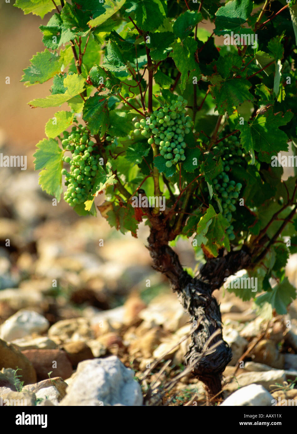 Grape Vine In Rocky Soil At Vineyard In Chateauneuf Du Pape France Stock Photo Alamy Grape Vine In Rocky Soil At Vineyard In Chateauneuf Du Pape France Stock Photo Alamy
