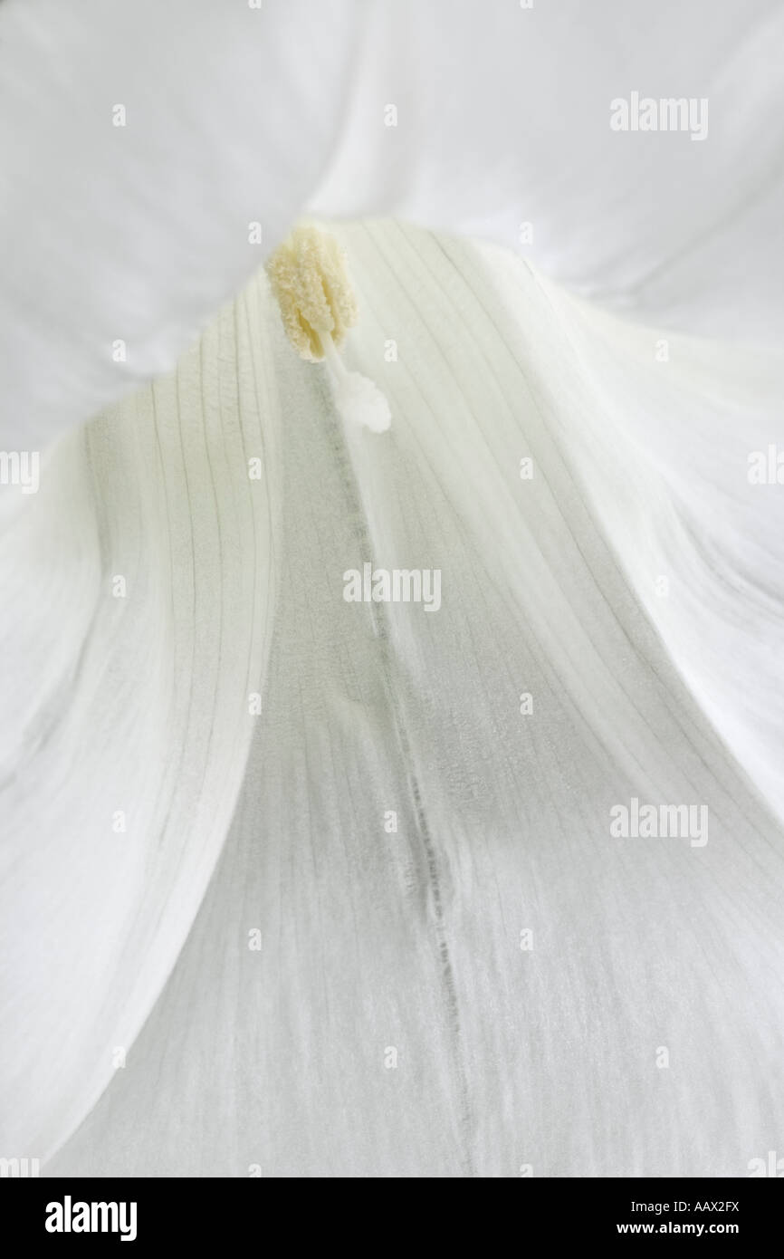 Hedge Bindweed. Calystegia sepium close up shot of flower Stock Photo