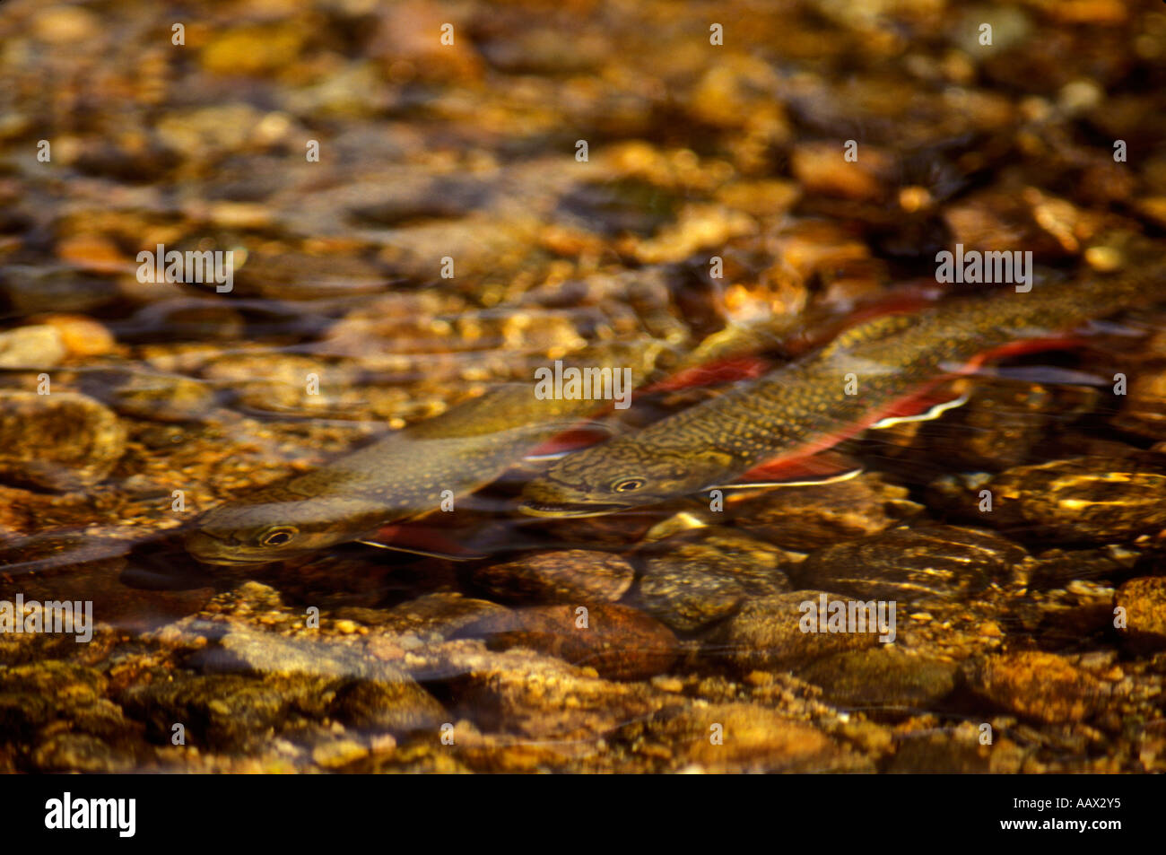 PF62 TWO SPAWNING BROOK TROUT Stock Photo Alamy