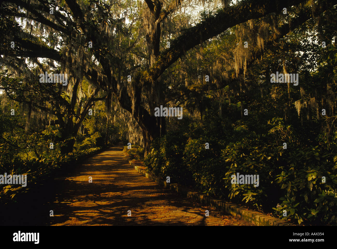 Tallahassee Florida Walkway with hanging Spanish moss at the Alfred B ...