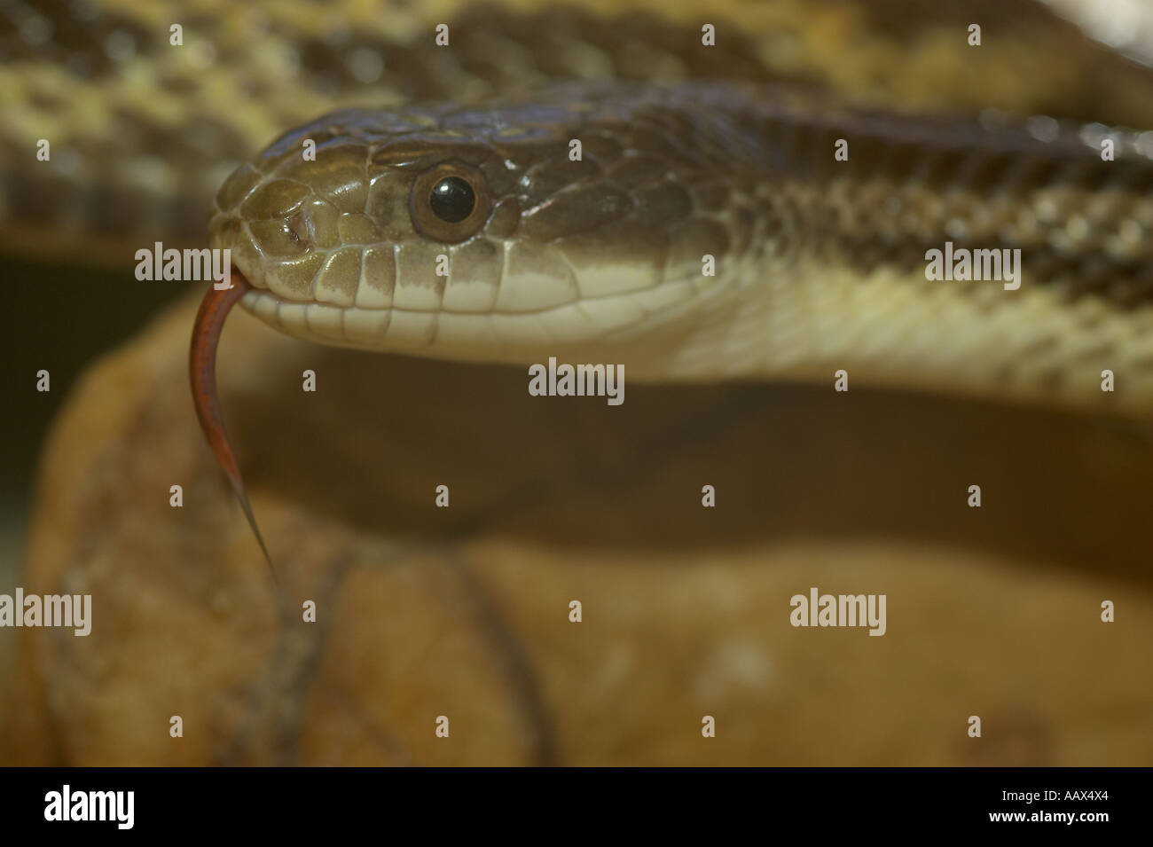 Great Plains Rat Snake (Pantherophis emoryi) tasting the air with tongue. Stock Photo