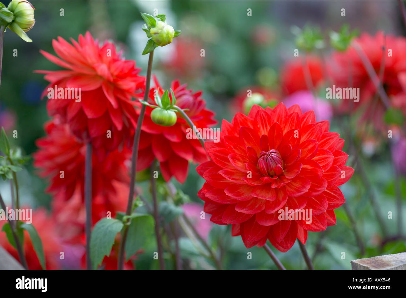 dahlias growing in allotment garden Stock Photo