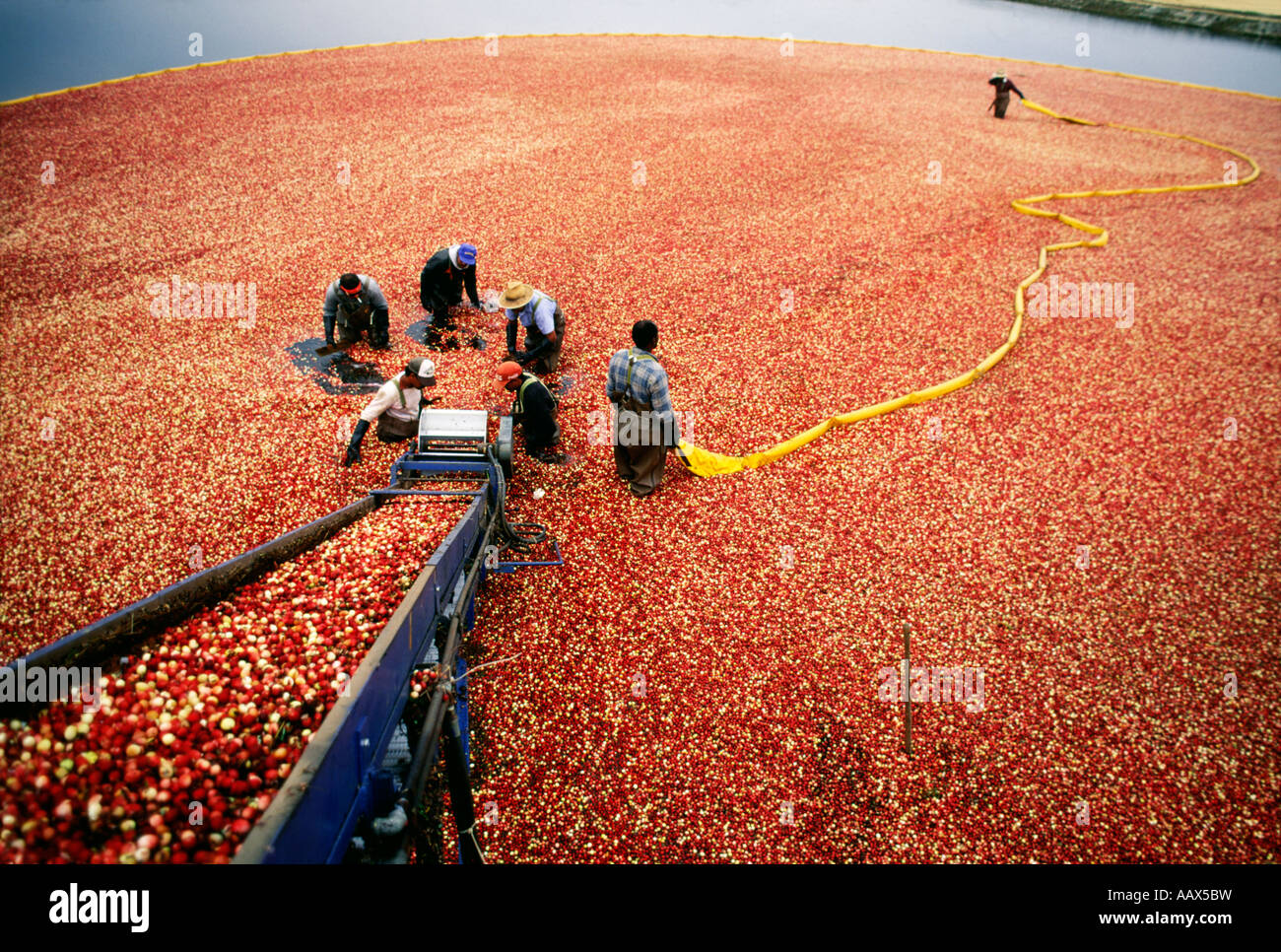 Pine barrens cranberry bog hires stock photography and images Alamy