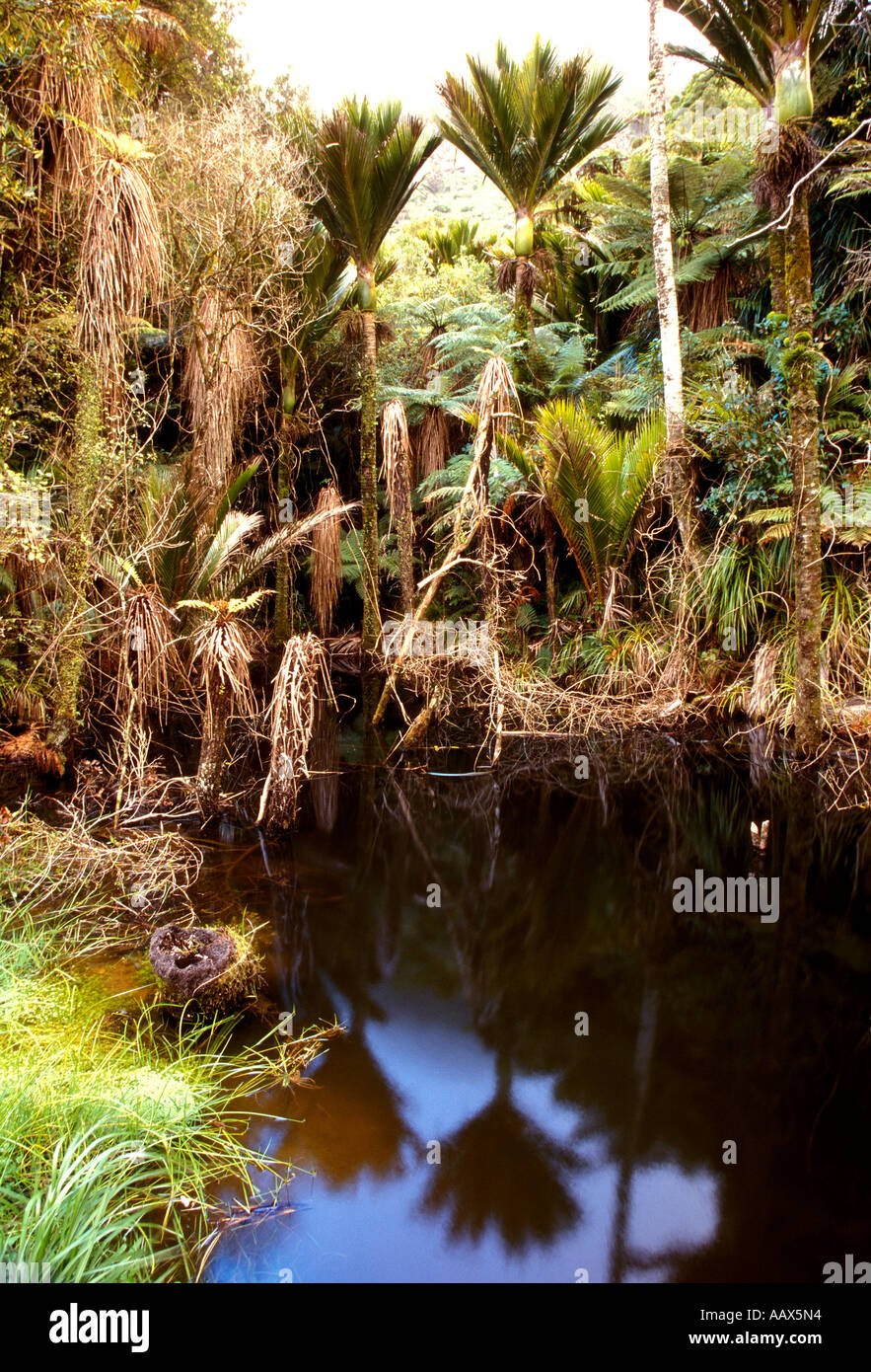 PNZ-14  POND AND GIANT FERN FOREST Stock Photo