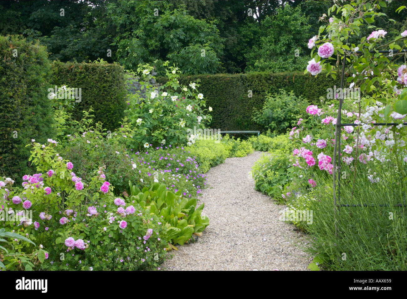 English rose garden Stock Photo
