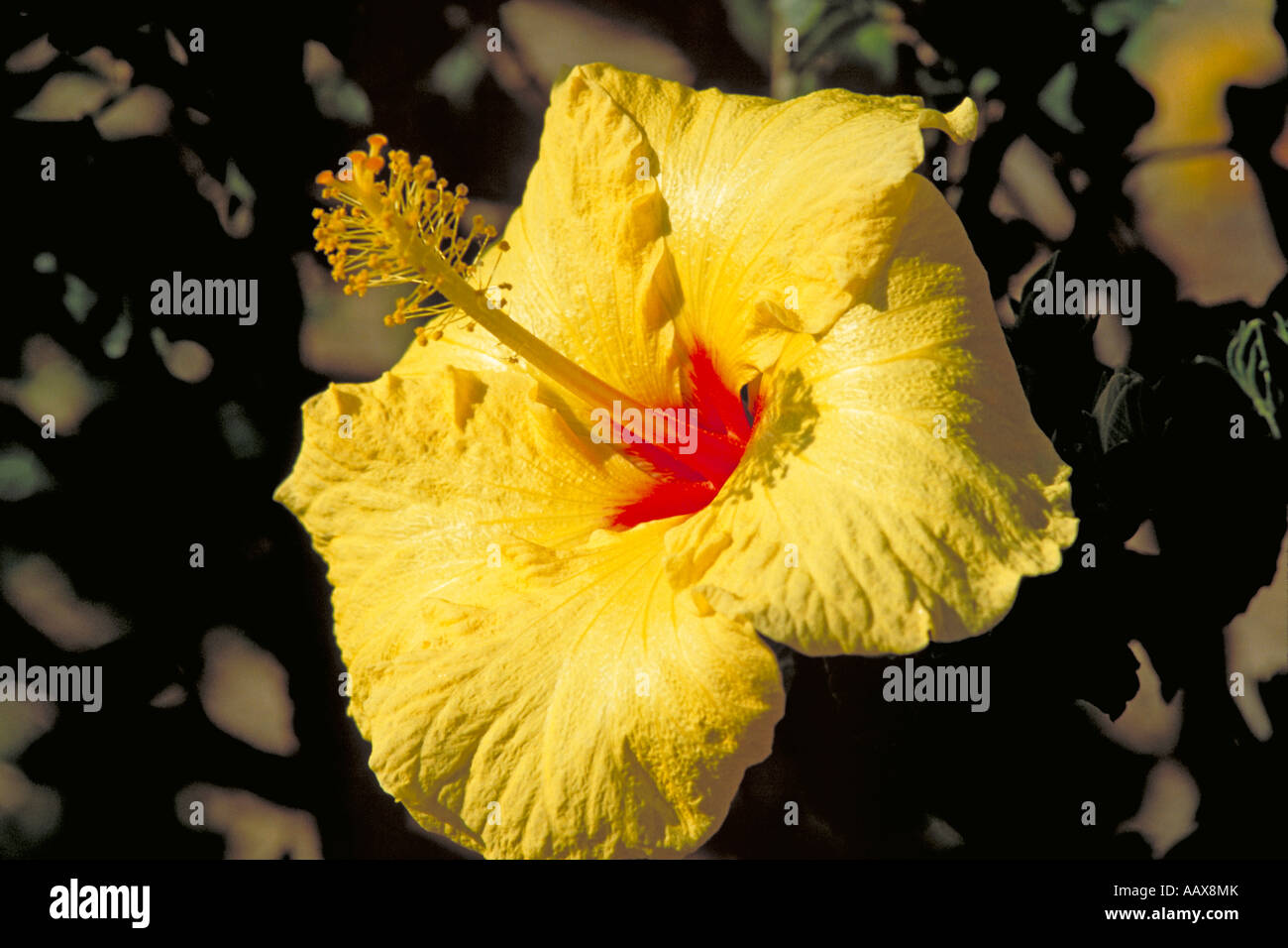 Elk214 5029 Hawaii Oahu Yellow Hibiscus Hawaiian State Flower Stock