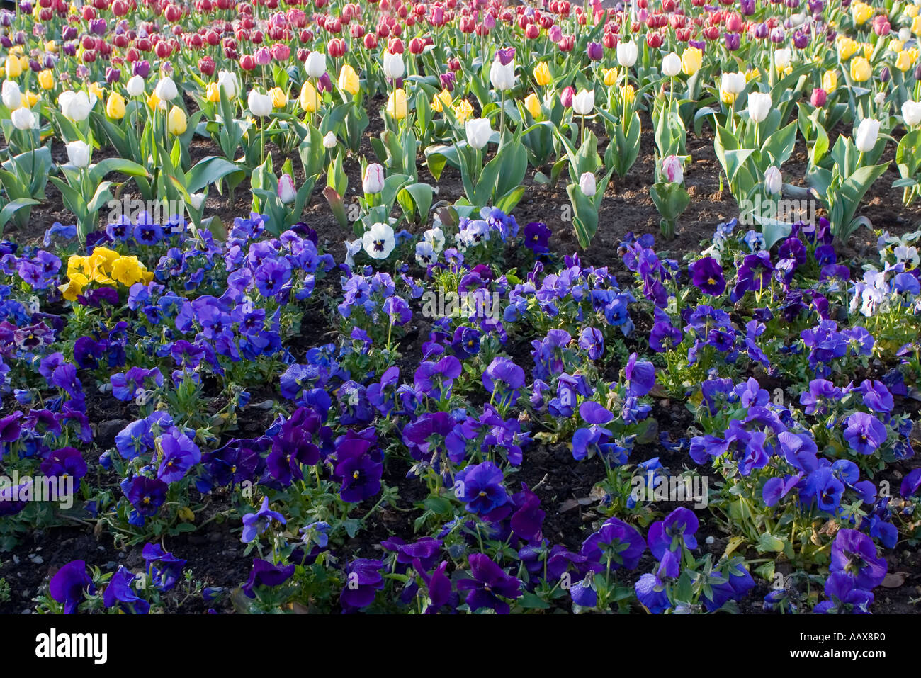 Tulips and violets Stock Photo