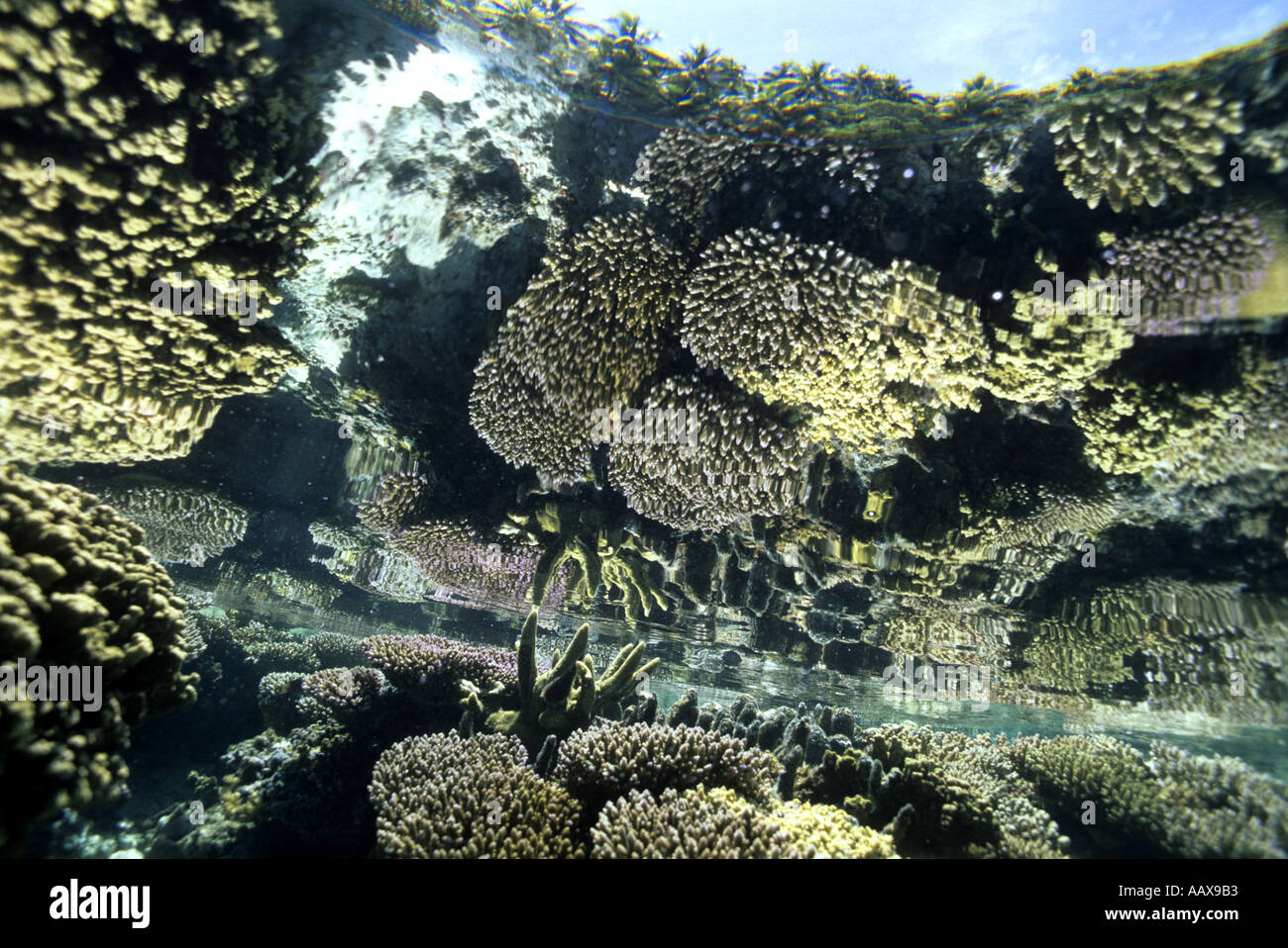 coral reef reflection seen from underwater in the Western Pacific Stock Photo
