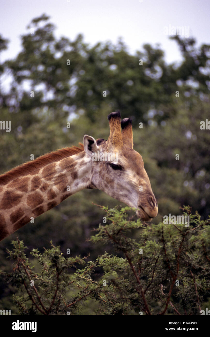 Giraffe eating leaves in South Africa Stock Photo