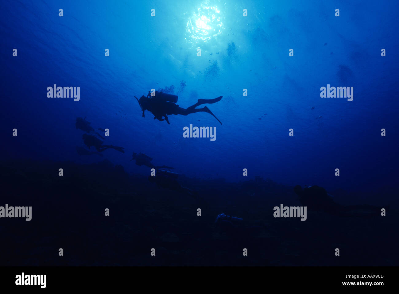 Divers swimming alone edge of dropoff Stock Photo