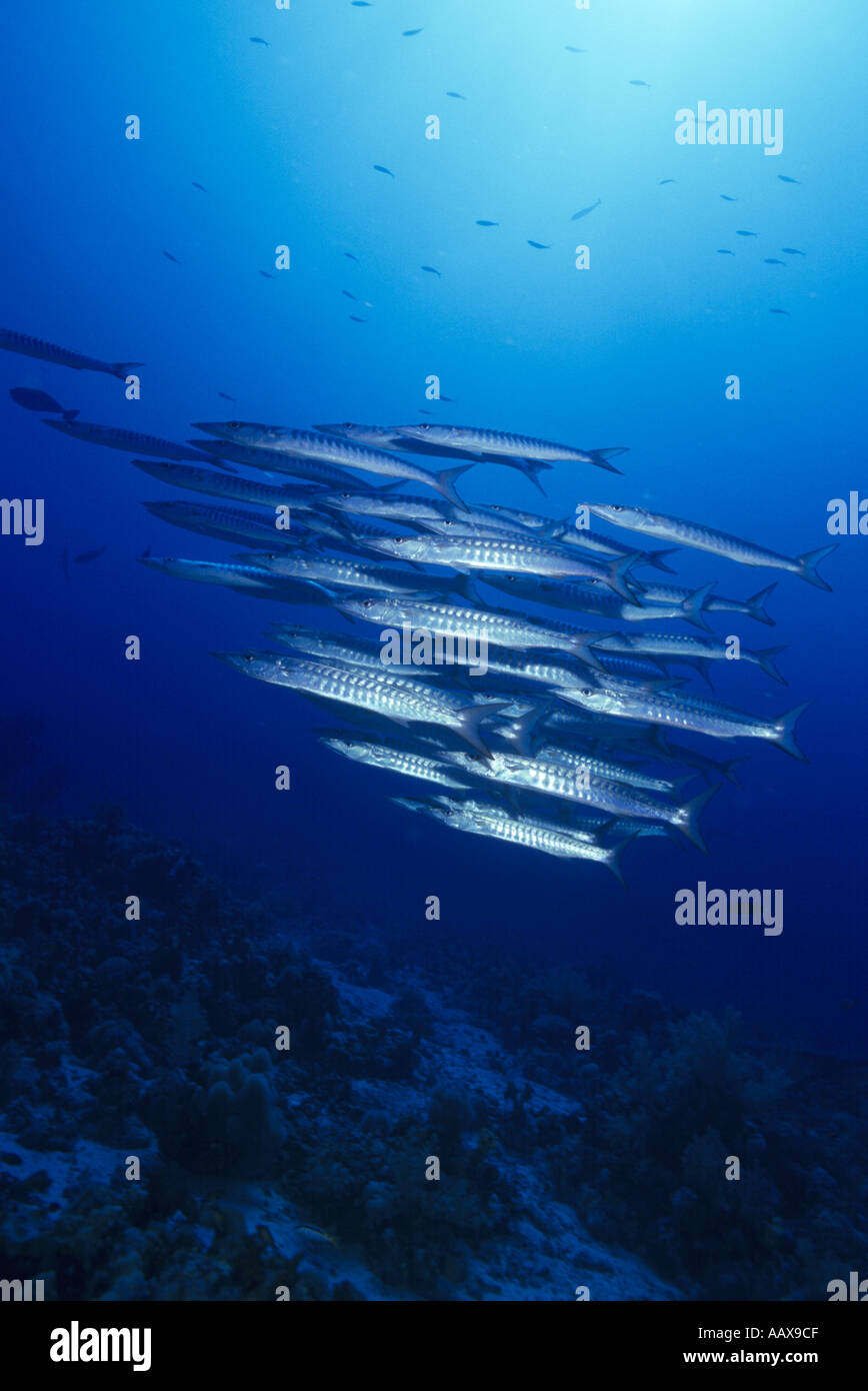 Schooling barracuda in the Red Sea Stock Photo